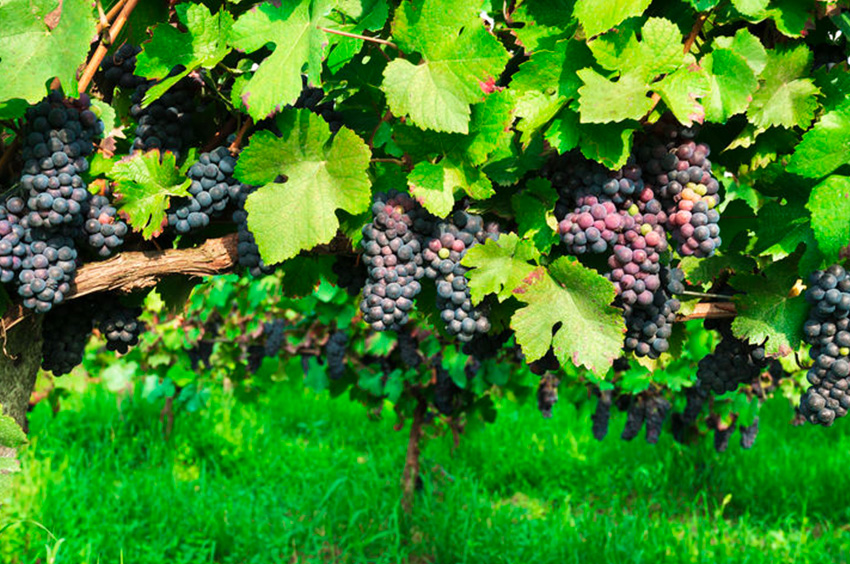 gfv-cote-rhone-2 gfv-cote-rhone-2